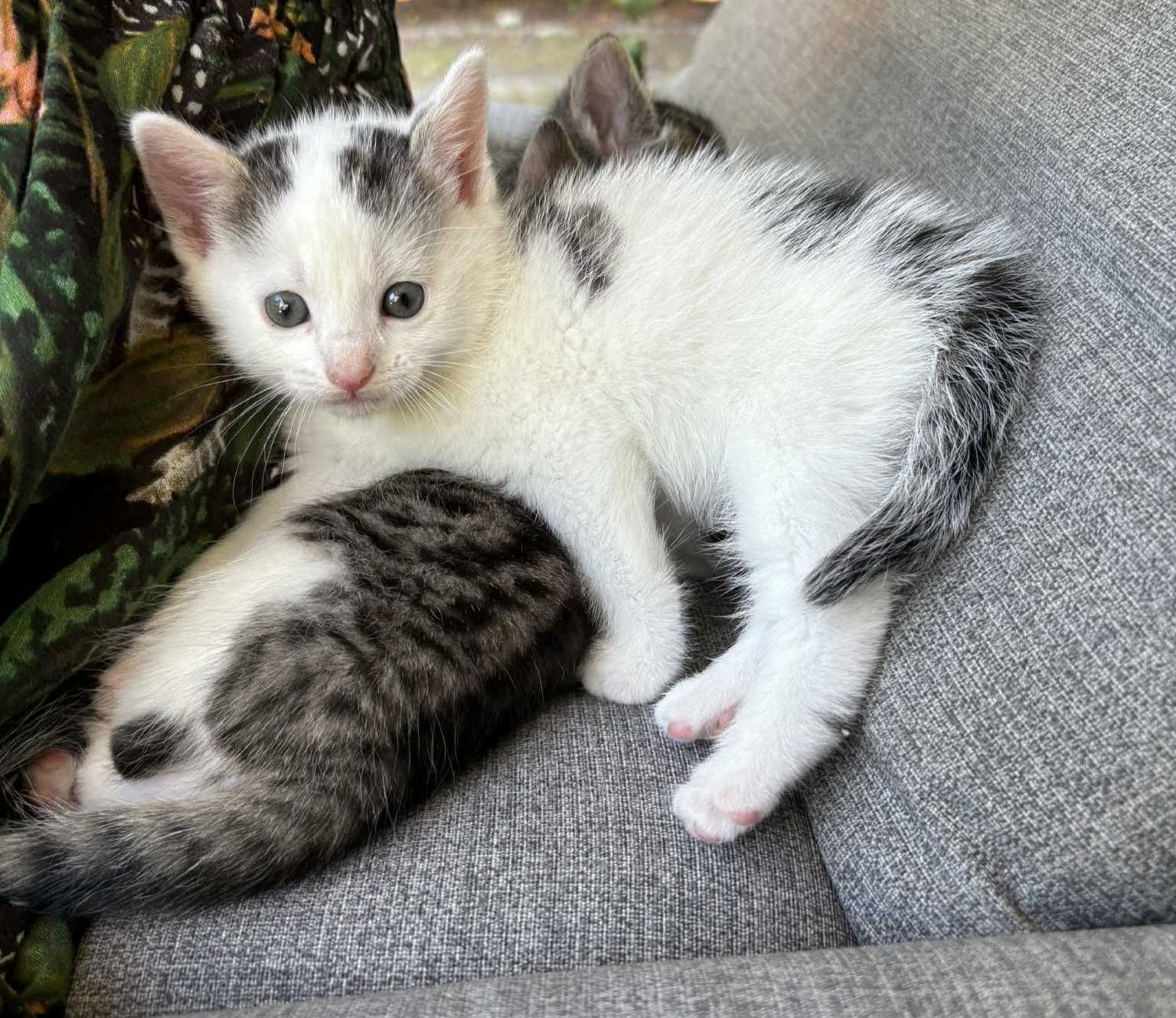 Uroczy kotek do adopcji