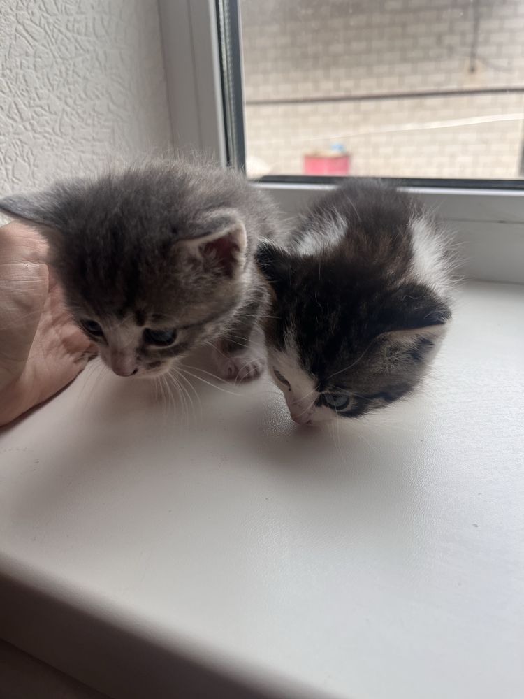 котики и собачки