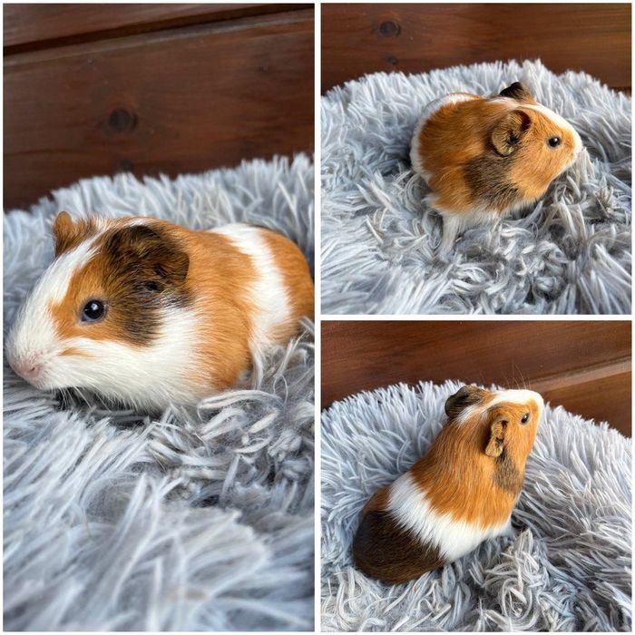 Świnki Morskie Cavie
