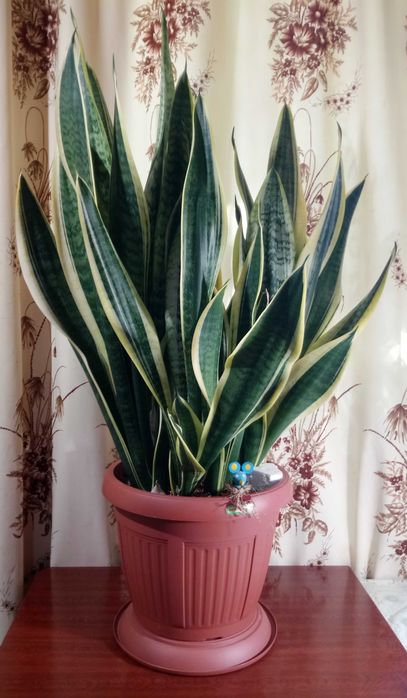 Сансевиерия Футура Суперба (Futura Superba)