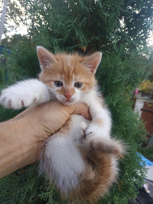 Кошеня в дбайливі руки