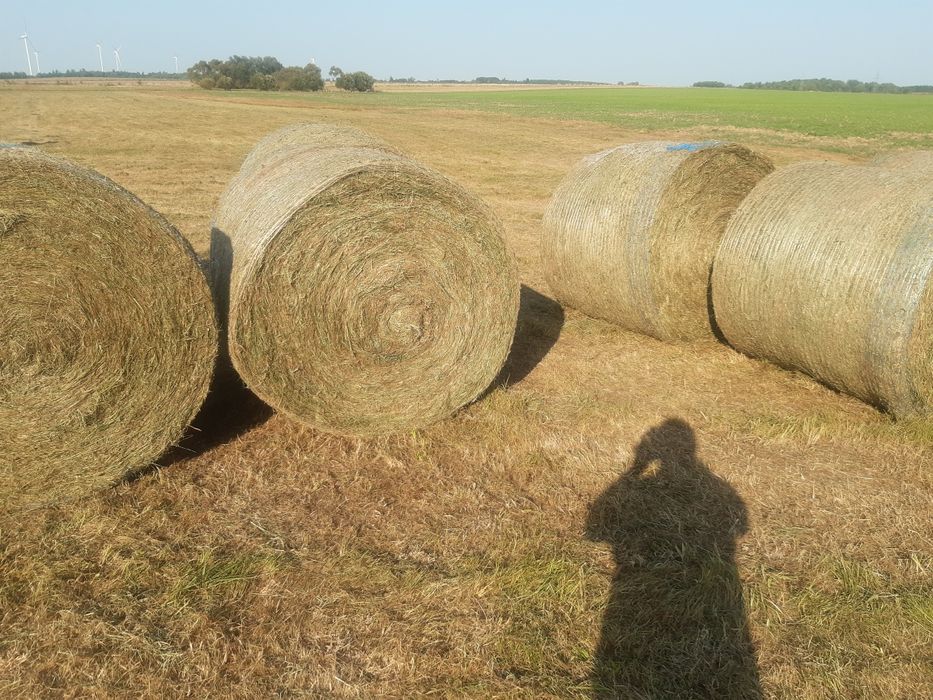 Łubin słodki siano TANGO