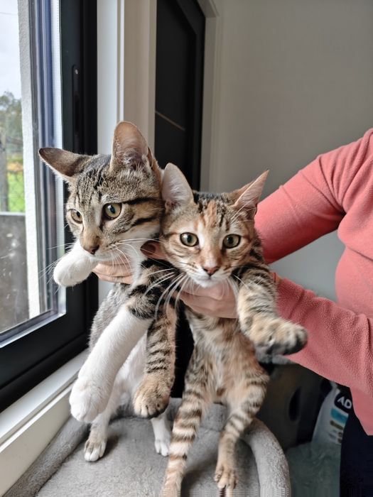 Gatinhos adoráveis para adoção — Macho e Fêmea, 3 meses, inseparáveis