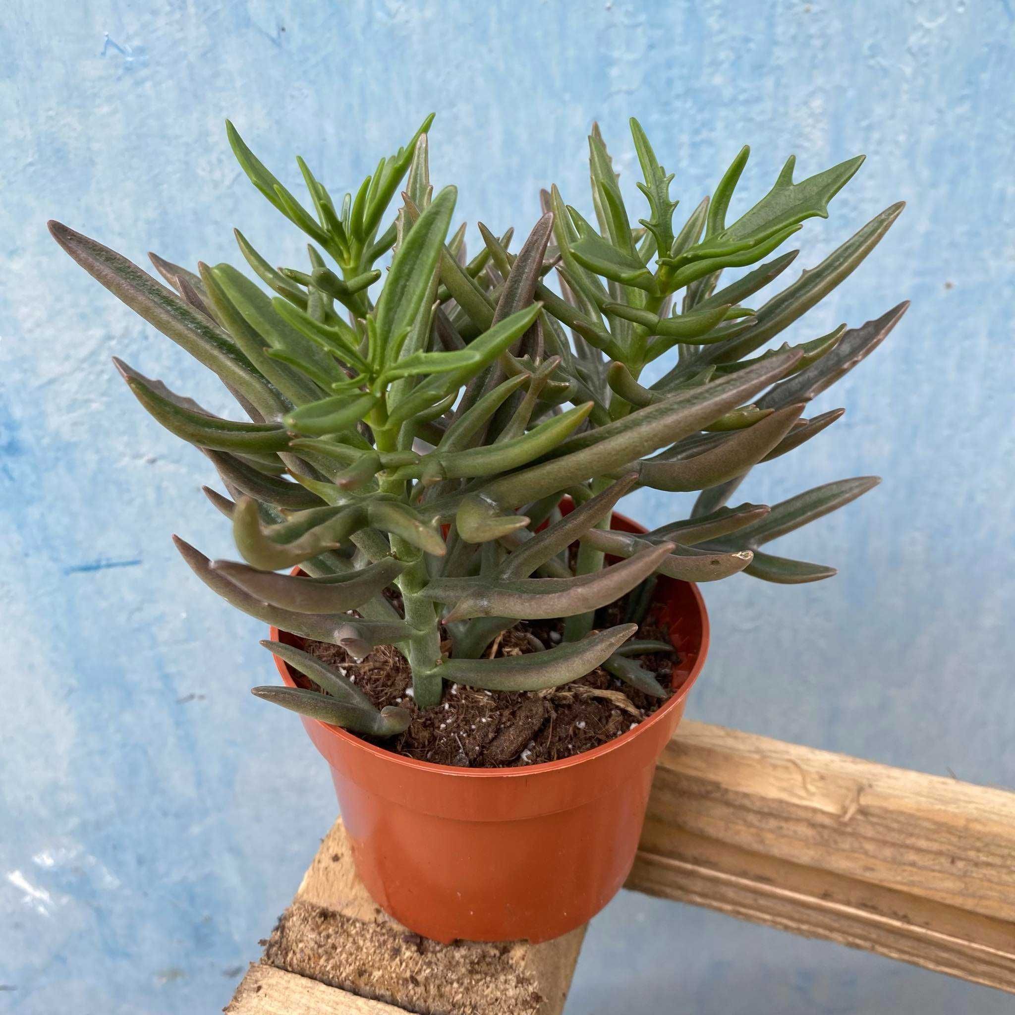 Kalanchoe Spider Green