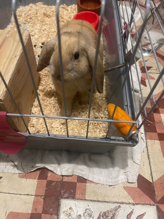 Coelho anão  mini lop