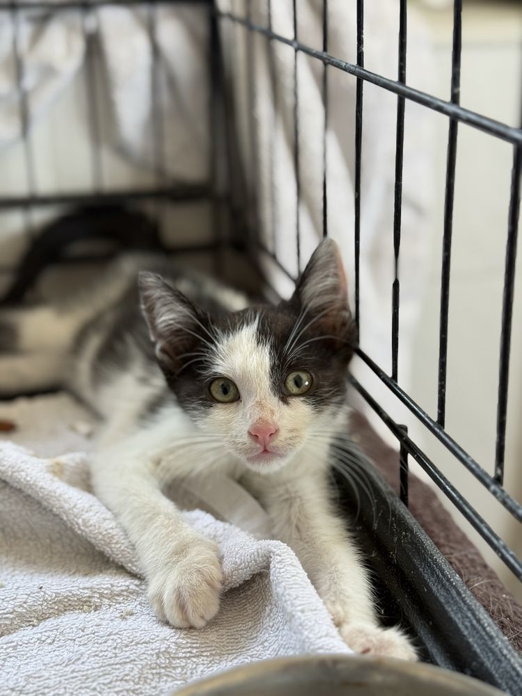 Gatinho 2 meses para adoção