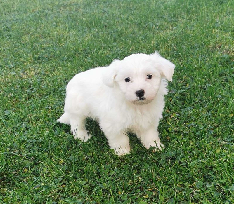 Cudowna dziewczynka rasy MALTAŃCZYK !!