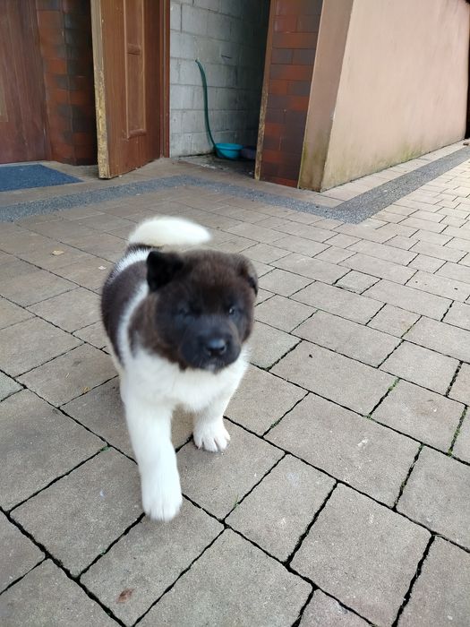 Akita Amerykańska  piesek