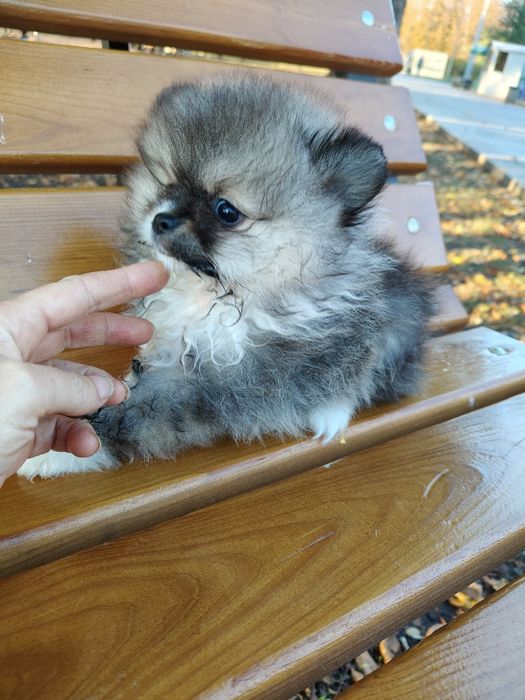 Дівчинка соболь.