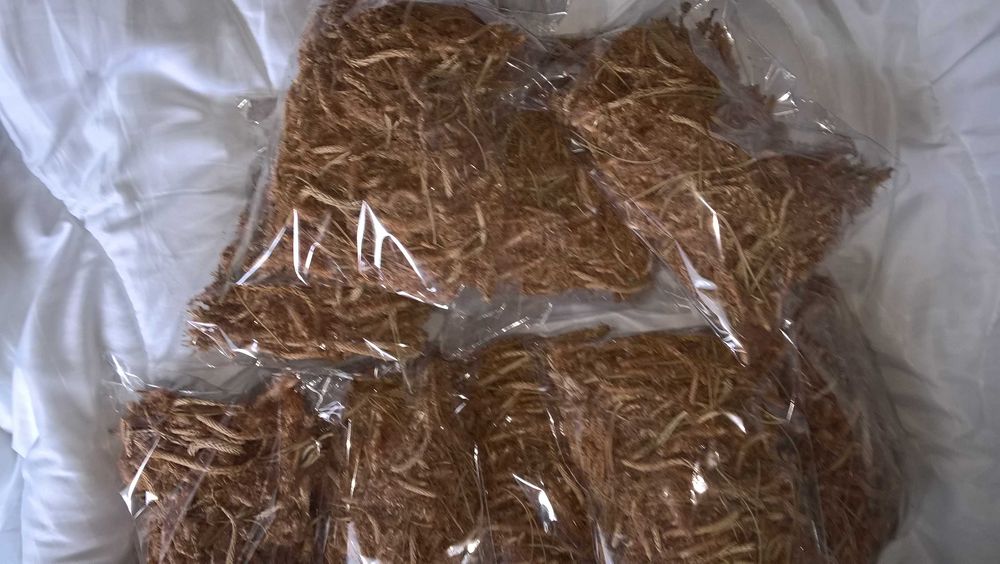 Suszone pędy sosny-100 gram