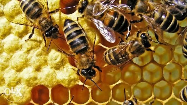Серая горная кавказская пчела пчеломатки и пчёлы
