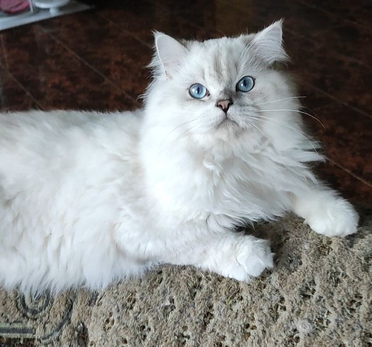 Мальчик шиншиллка поинт хайленд