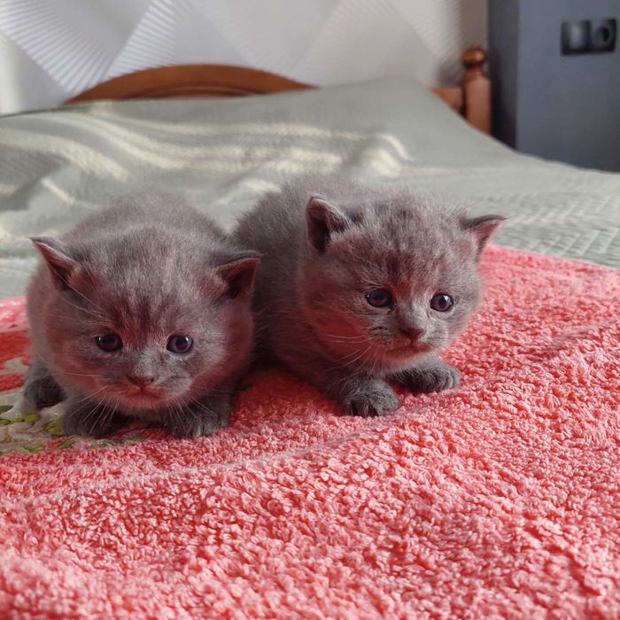 Шотландські прямовухі котики