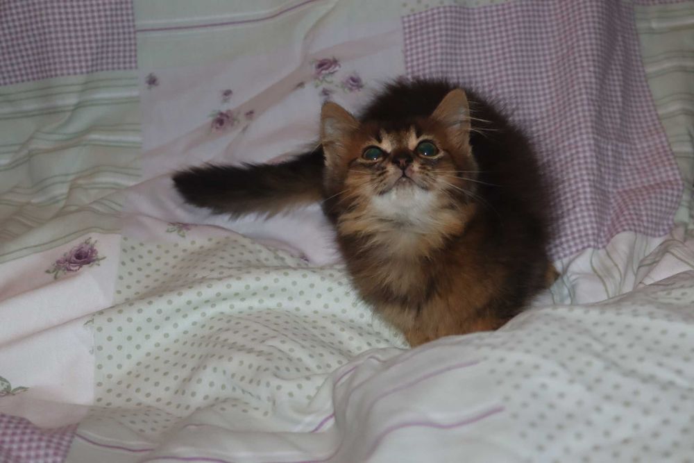 Котята сомалийские мальчик абиссинец длиник