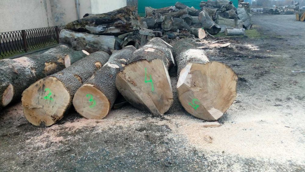 Jesion, kłody, drewno, drzewo