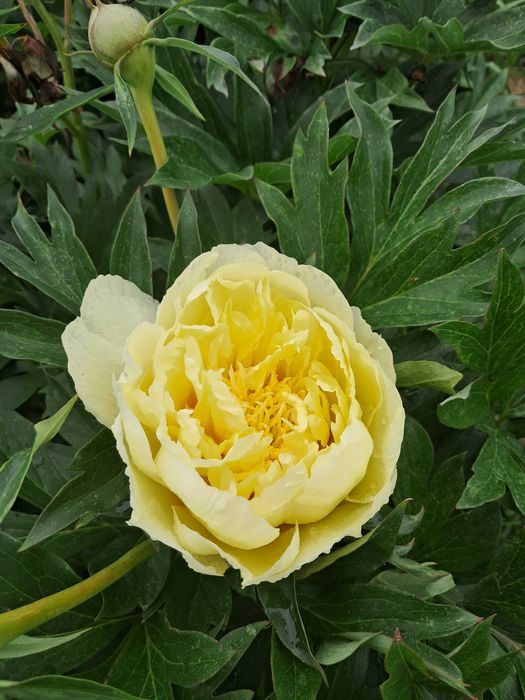 piwonia itoh bartzela