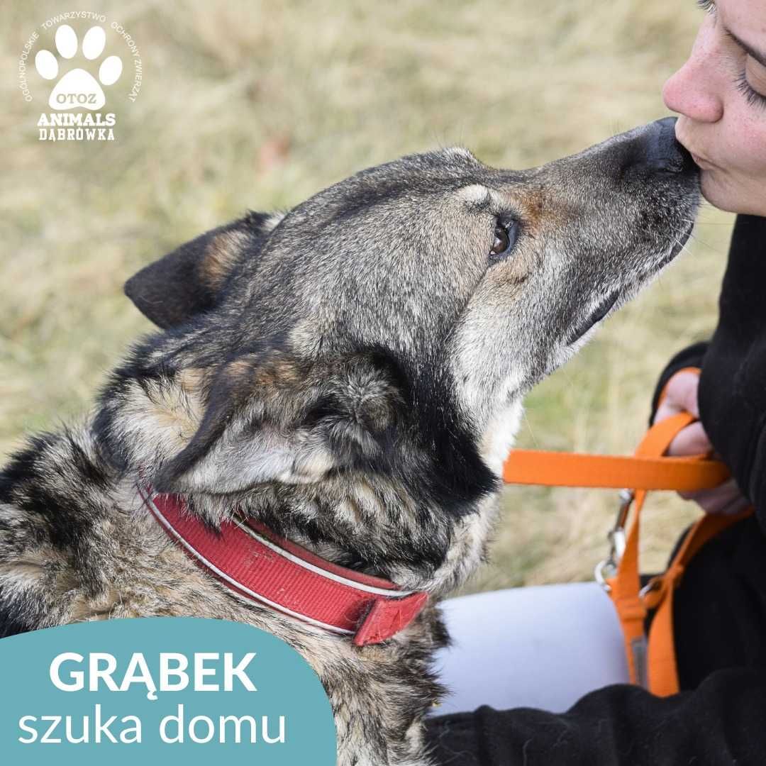 Grąbek szuka nowego domu!