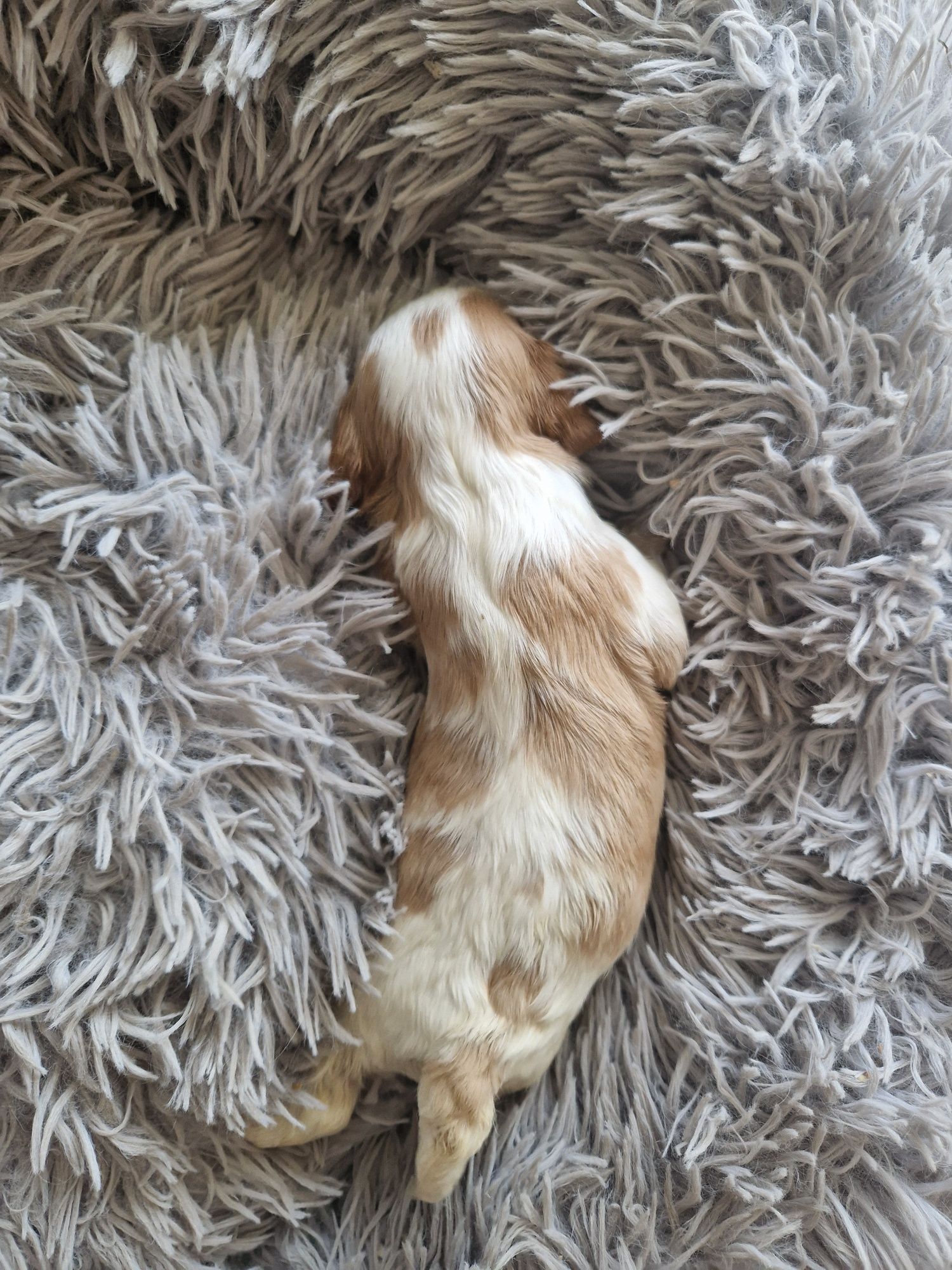 Cavalier piesek z rodowodem