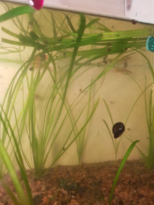 Акваріумні рибки і рослини