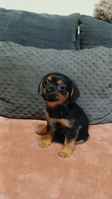 Do adopcji malutki piesek