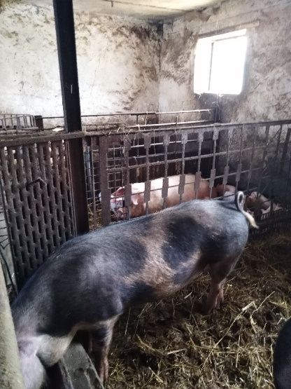 Sprzedam dwie maciory prośne