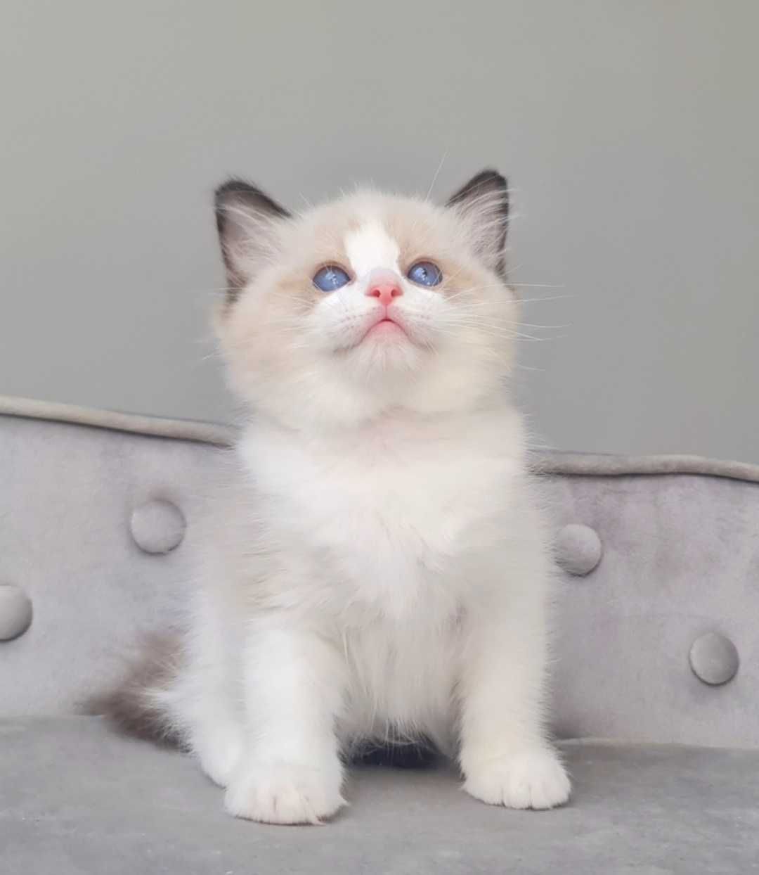 Kocurek Ragdoll Seal bikolor
