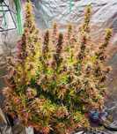 Nasiona marihuany 5 sztuk Grandaddy Purple Fast Jungleweed + GRATISY!!