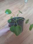 Pieniążek Pilea peperomioides