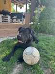 Cane corso - 11 miesięczny Hektor pilnie szuka nowego domku!!!