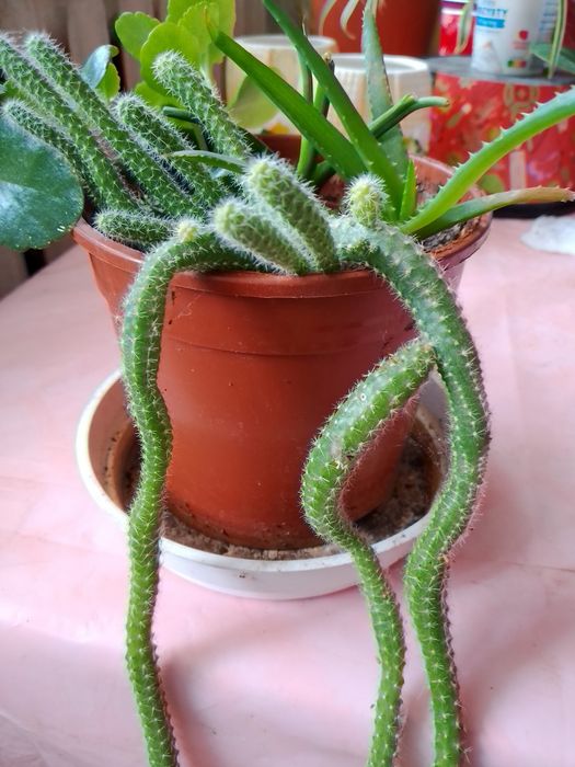 Оазис з вазонів декоративних