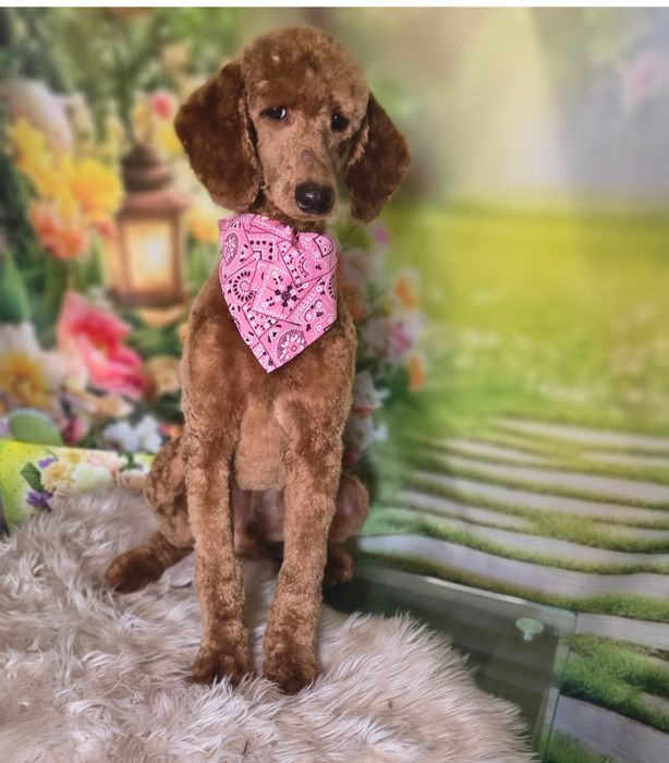 Goldendoodle f1 , szczeniak, suczka