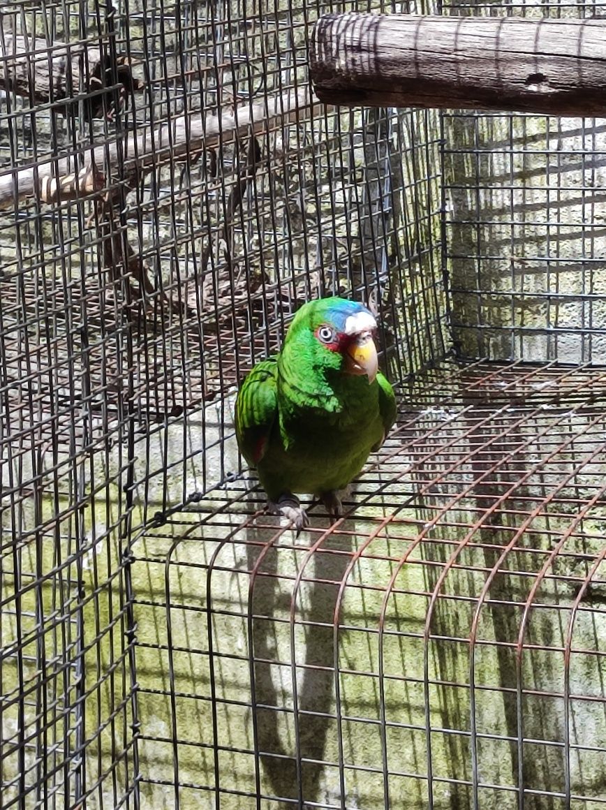 Amazona albifrons
