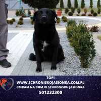 Topi-do adopcji schronisko