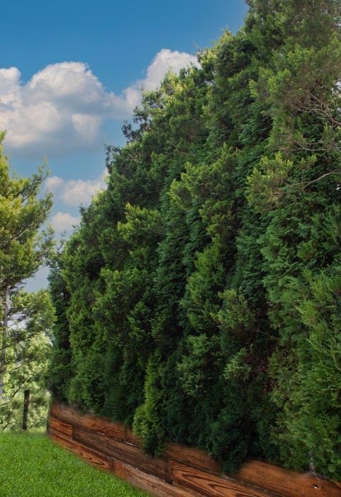 Ściana zielona - Murek skalny - 12m Wysokie, duże drzewa, tuje
