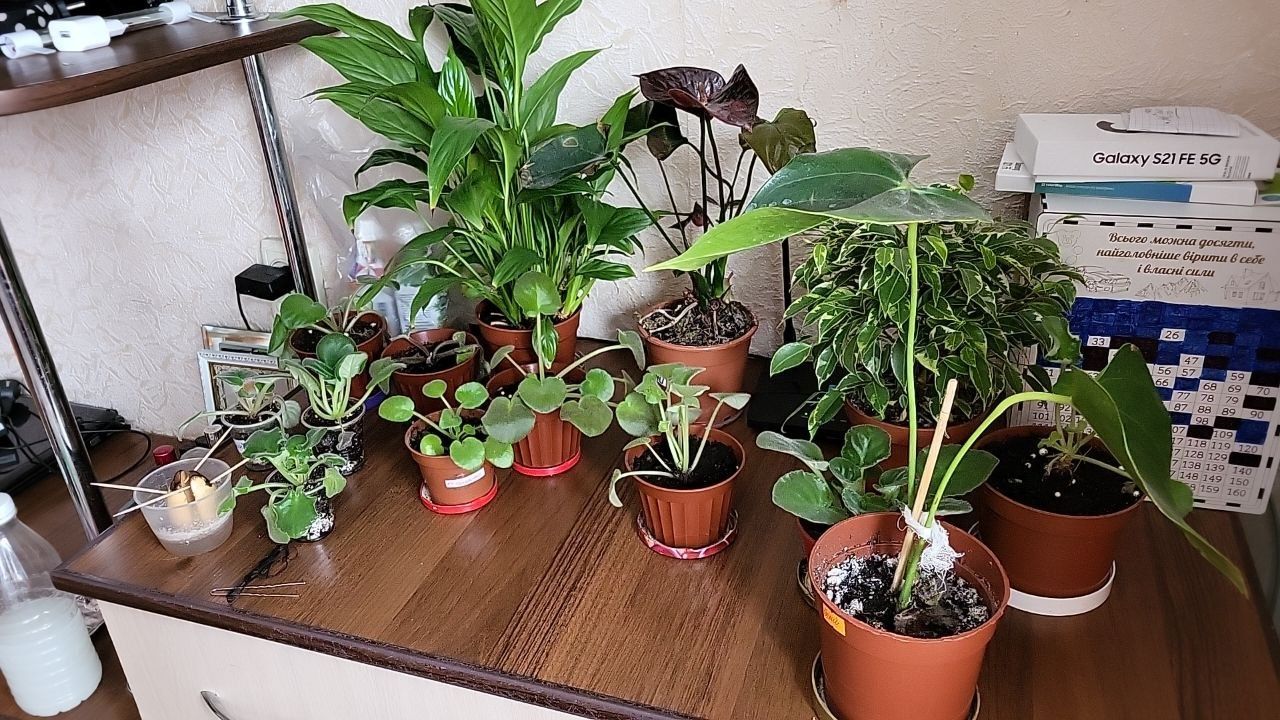 Продам кімнатні рослини