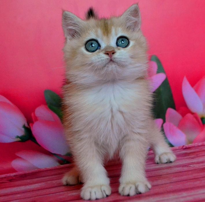 Золота топова дівчина та хлопчик