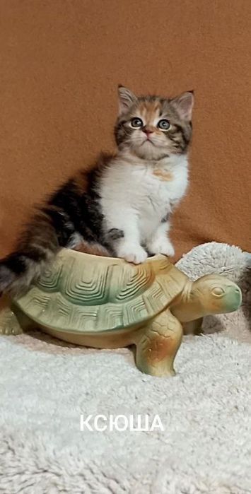 Котенок : Потешная игрунка .