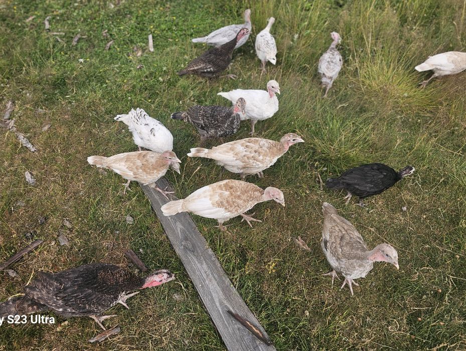 Indyczki młode w różnym wieku