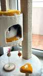 Aeranhador de gatos