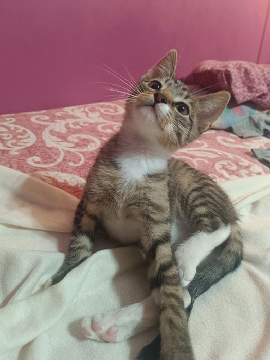 Mały kociak cudo słodkie Lafi do adopcji