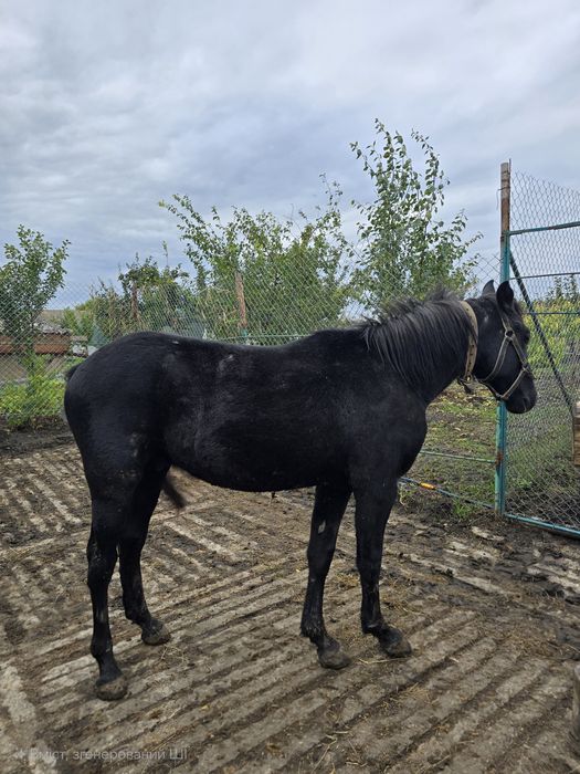 Продається молодий кінь