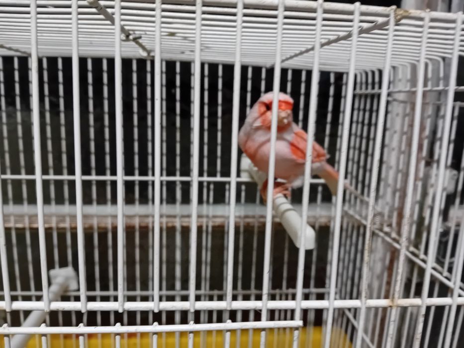 Canário de 2023 mosaico