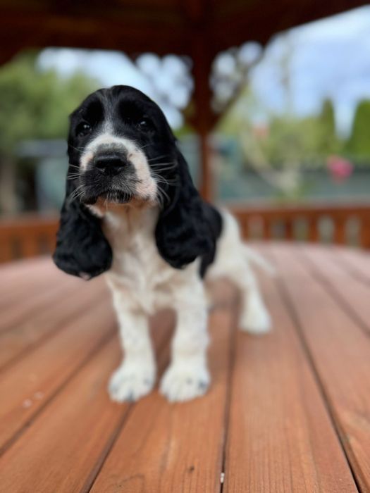 Cocker spaniel angielski sunia z rodowodem