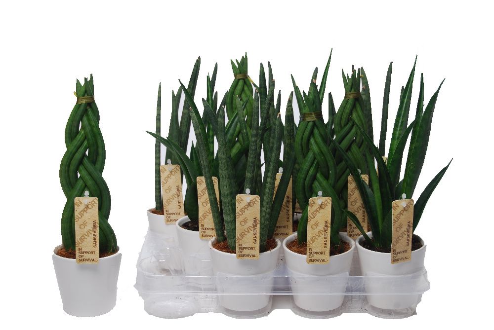 Sansevieria cylindrica 'Twist' WARKOCZ + OZDOBNA DONICZKA 30CM