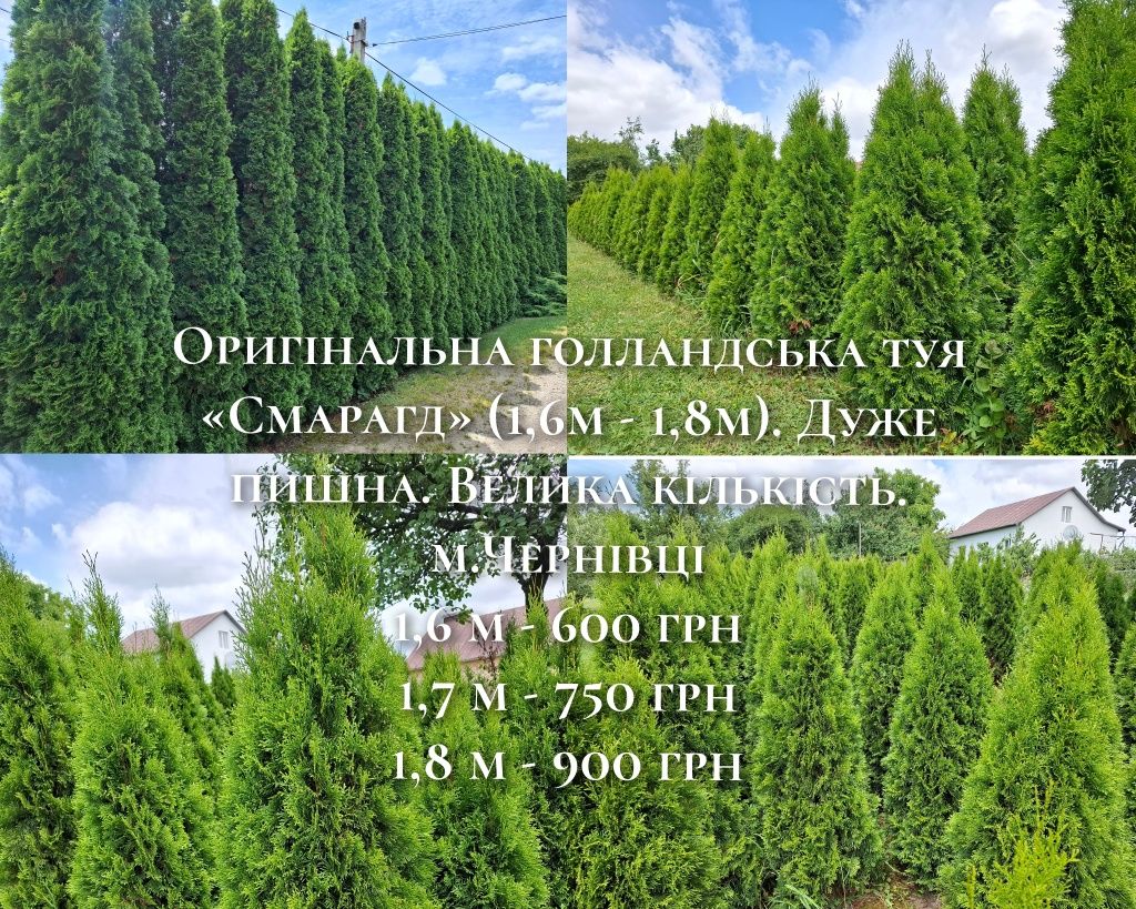Туя  туї смарагд Нідерланди оригінал