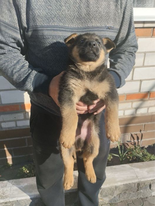 Цуценята Німецької вівчарки