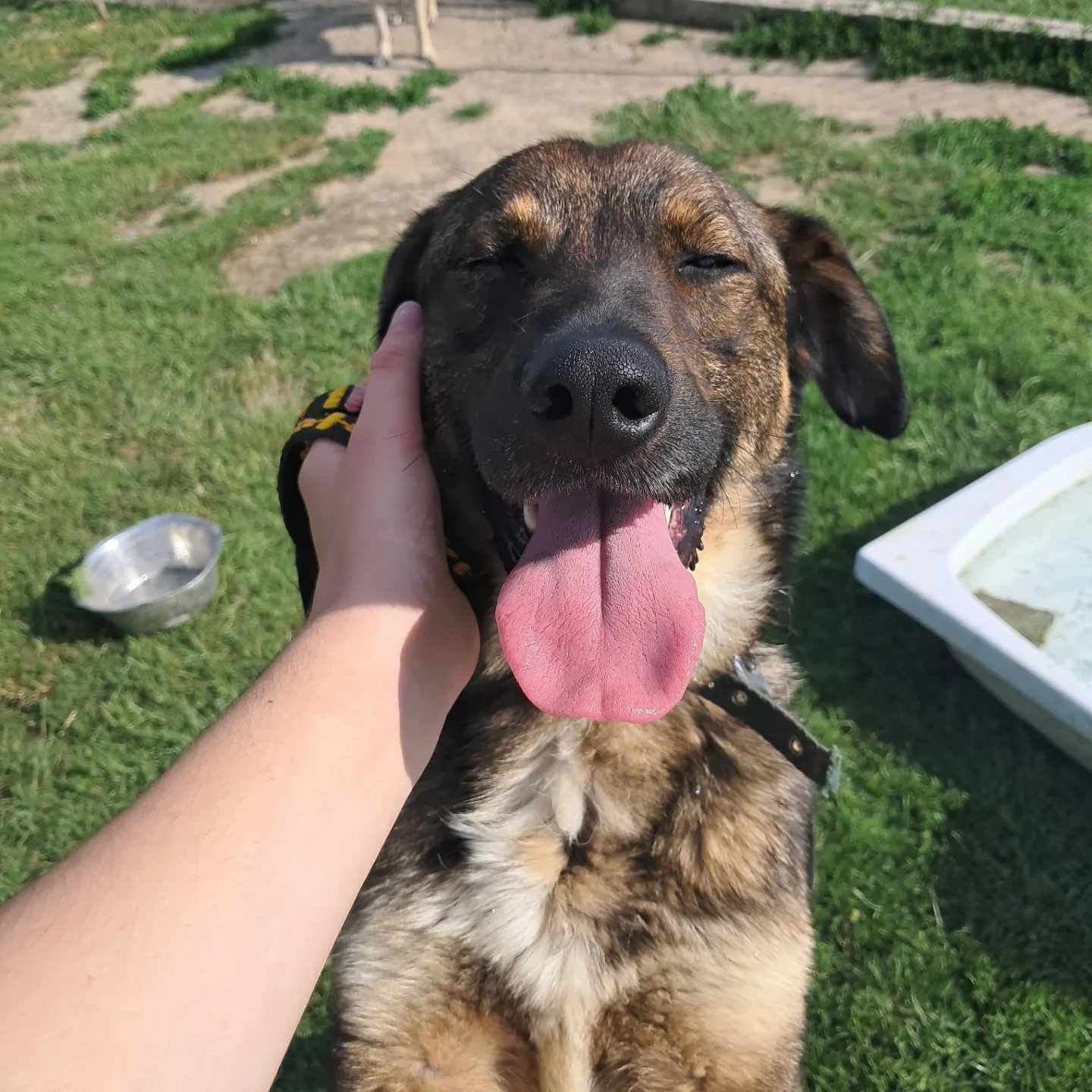 Do pilnej adopcji