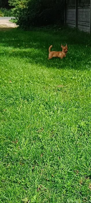 Chihuahua sunieczka