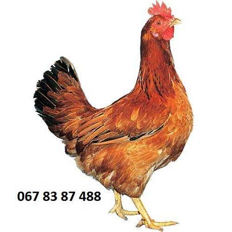 Яйця для iнкубатоpа- ДОМіНАНТ Д 192 висока якість