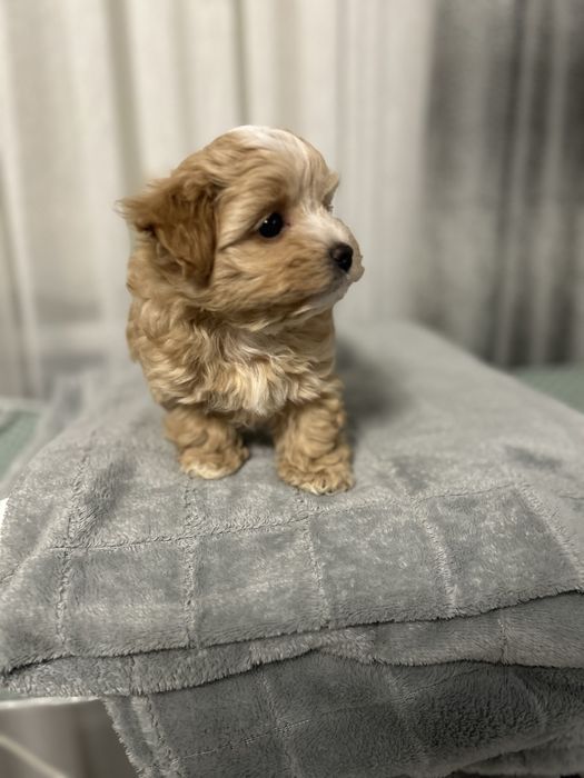 Міні мальтипу ф1 хлопчик